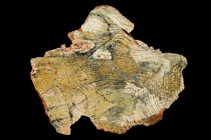 Polished Strelley Pool Stromatolite - Billion Years Old #150681